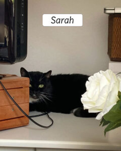 Sarah2