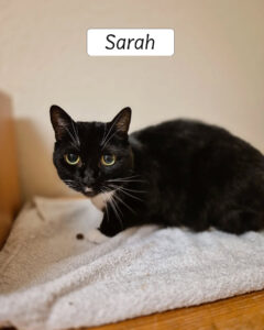 Sarah3