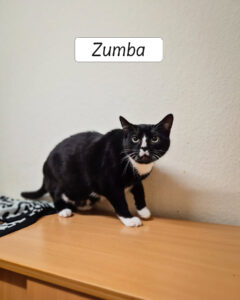 Zumba2