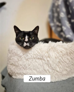 Zumba4
