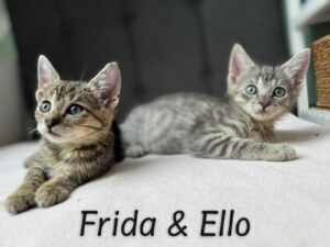 _bearb_frida_ello