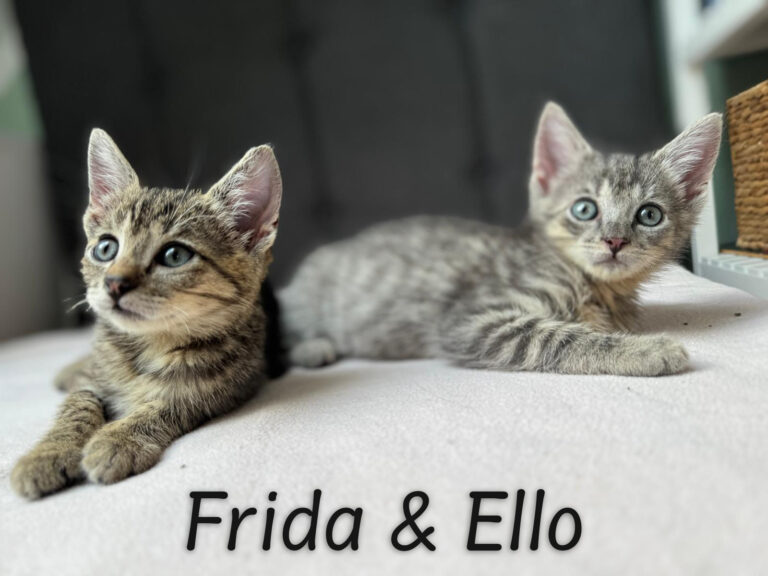 _bearb_frida_ello