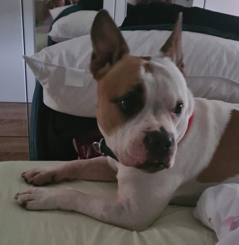frankie_2