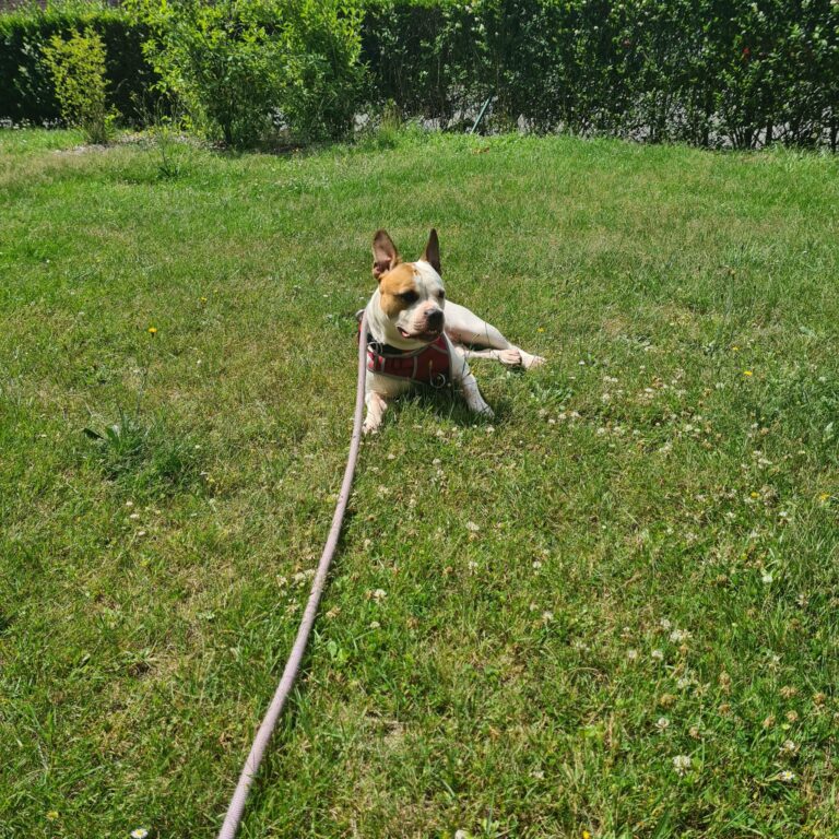 frankie_5