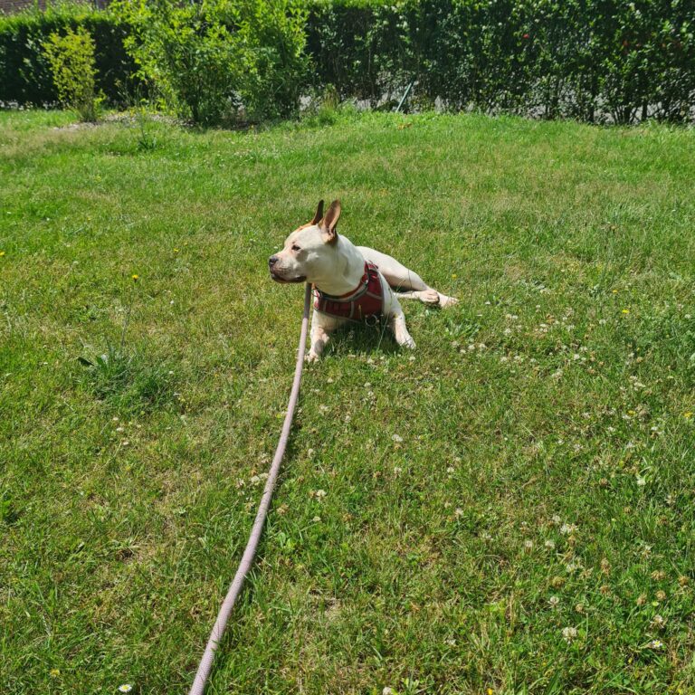 frankie_6