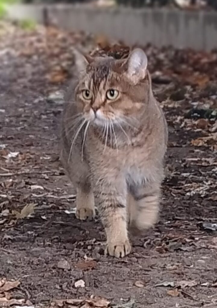 gatto1