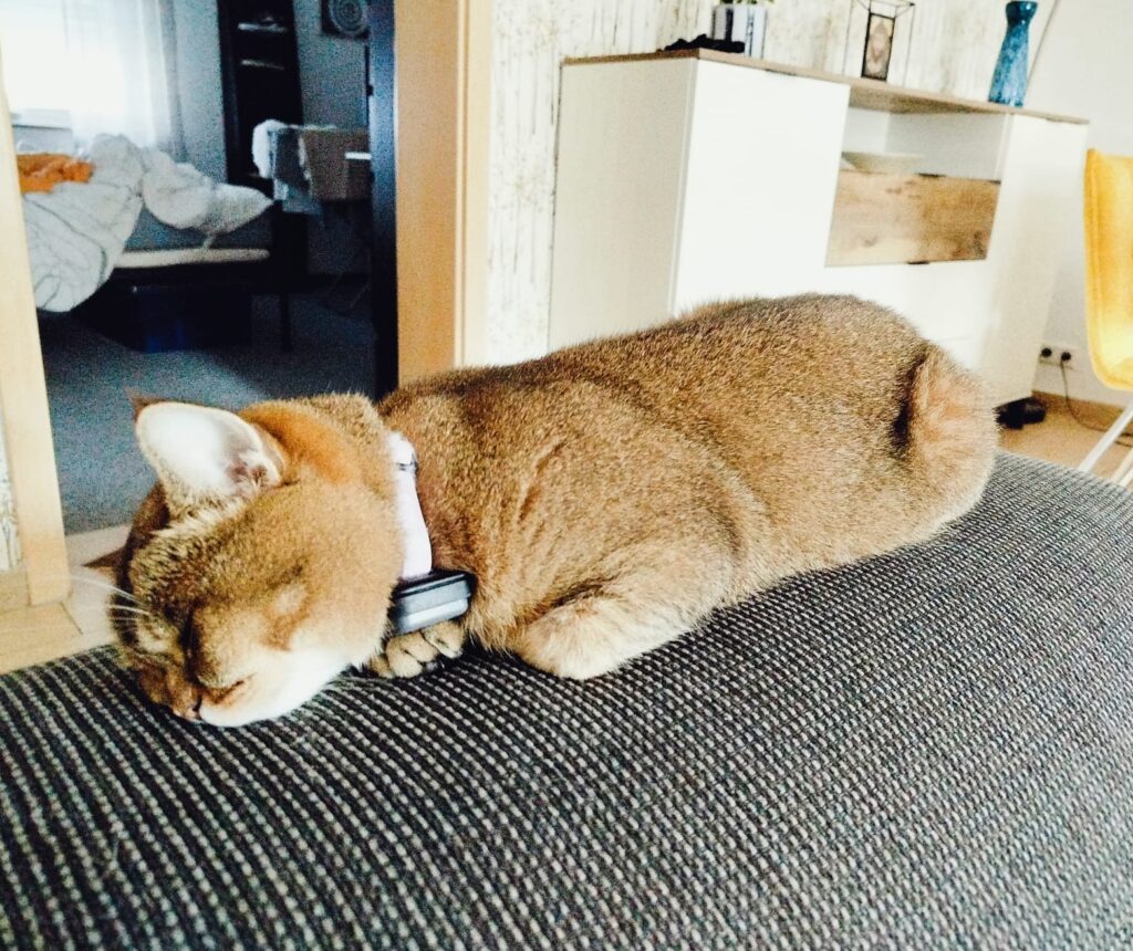 gatto2