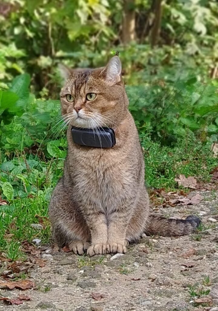 gatto3