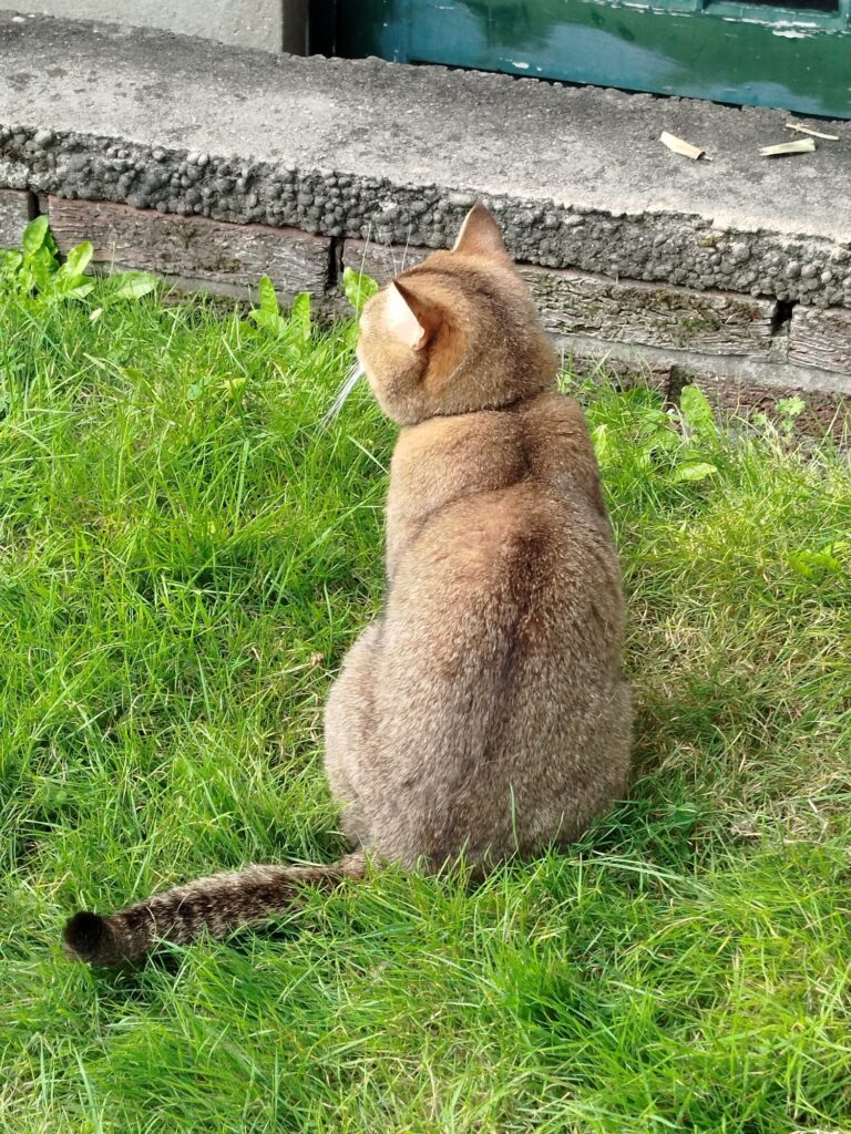 gatto4