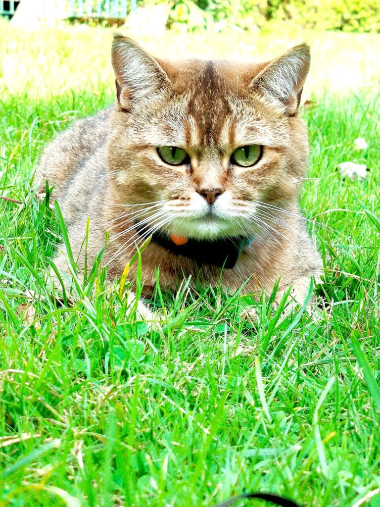 gatto5