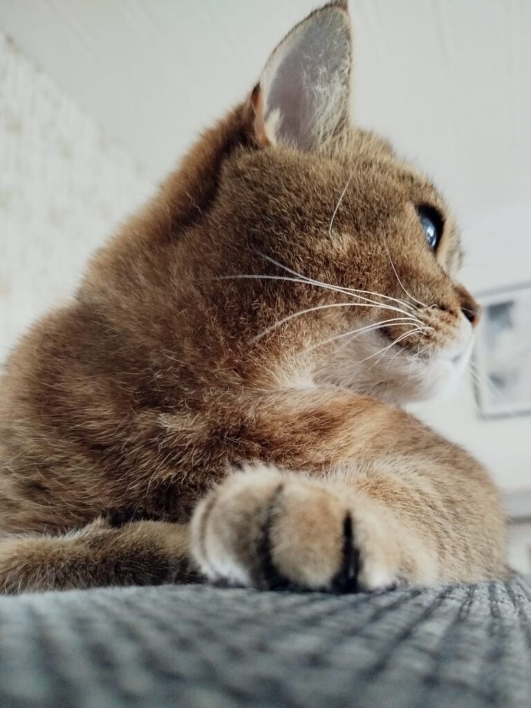 gatto6