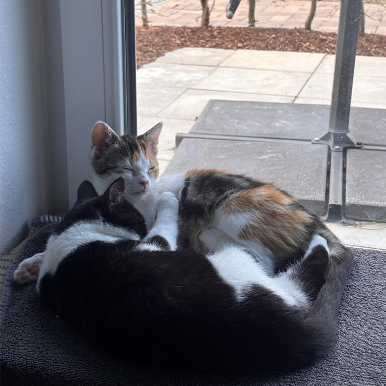 Moehrchen_Zoe_Lissy_1