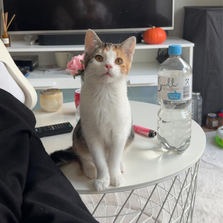 Moehrchen_Zoe_Lissy_11