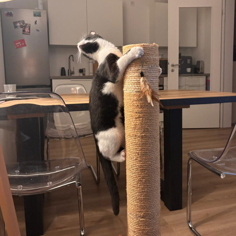 Moehrchen_Zoe_Lissy_12