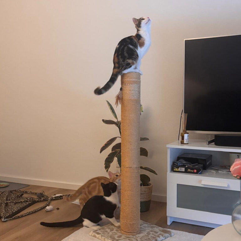 Moehrchen_Zoe_Lissy_13