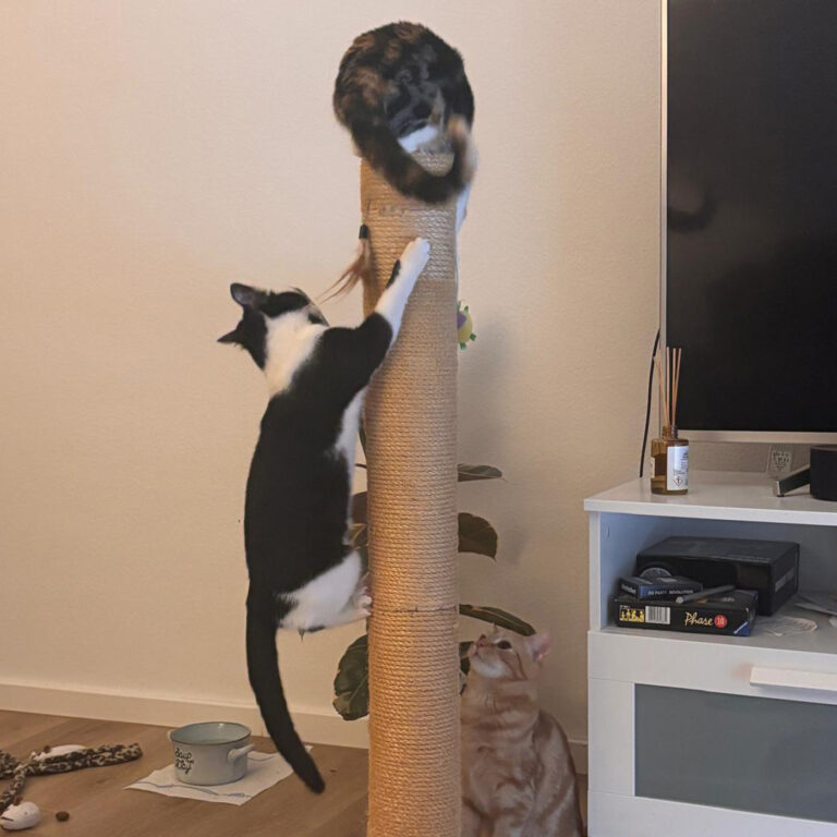 Moehrchen_Zoe_Lissy_14