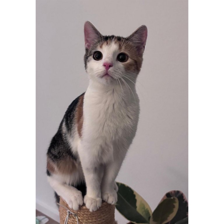 Moehrchen_Zoe_Lissy_16