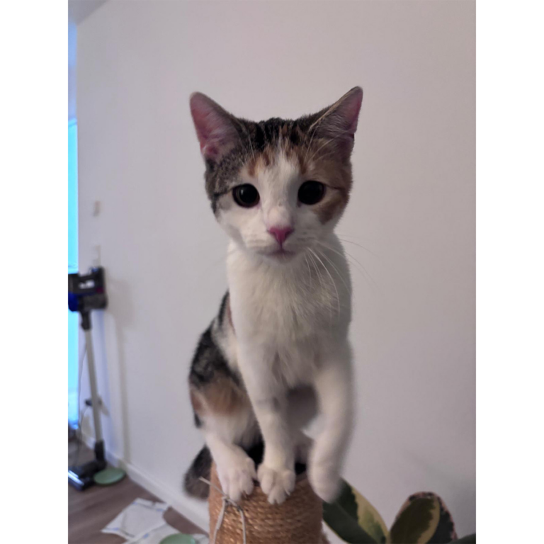 Moehrchen_Zoe_Lissy_17