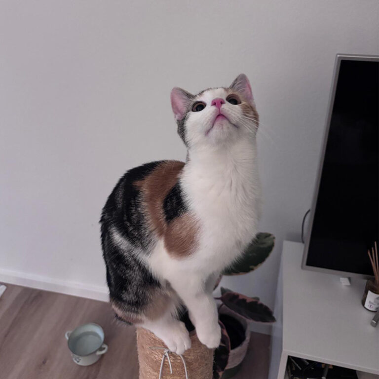 Moehrchen_Zoe_Lissy_18