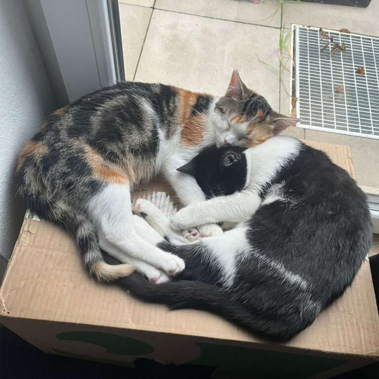 Moehrchen_Zoe_Lissy_2