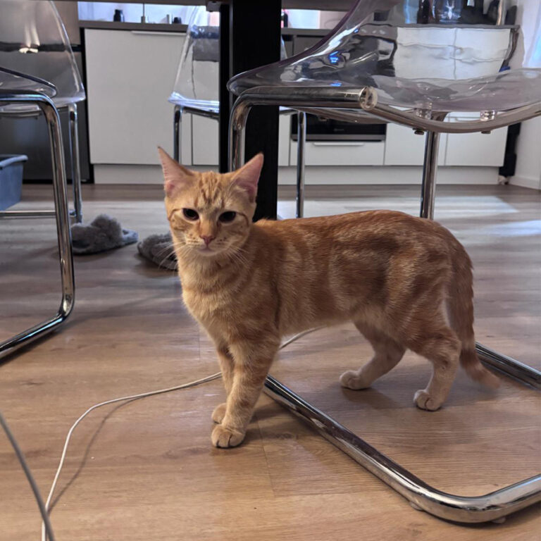 Moehrchen_Zoe_Lissy_23