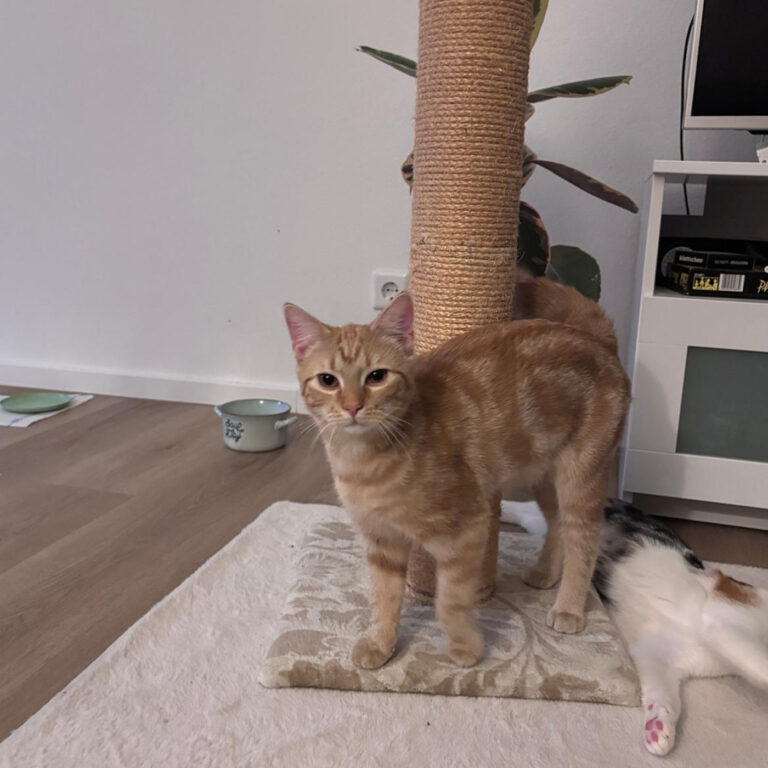 Moehrchen_Zoe_Lissy_24