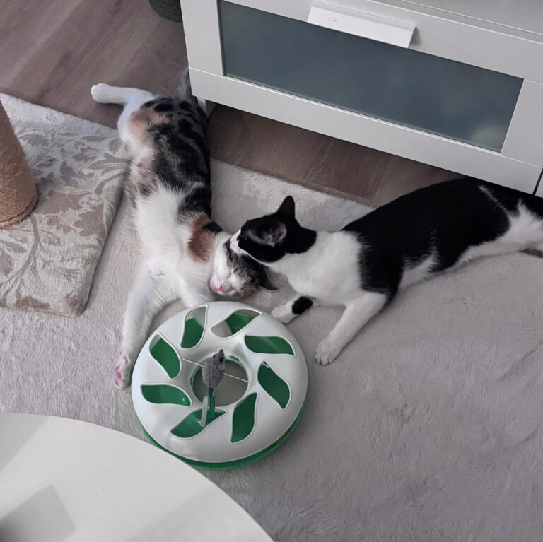 Moehrchen_Zoe_Lissy_26