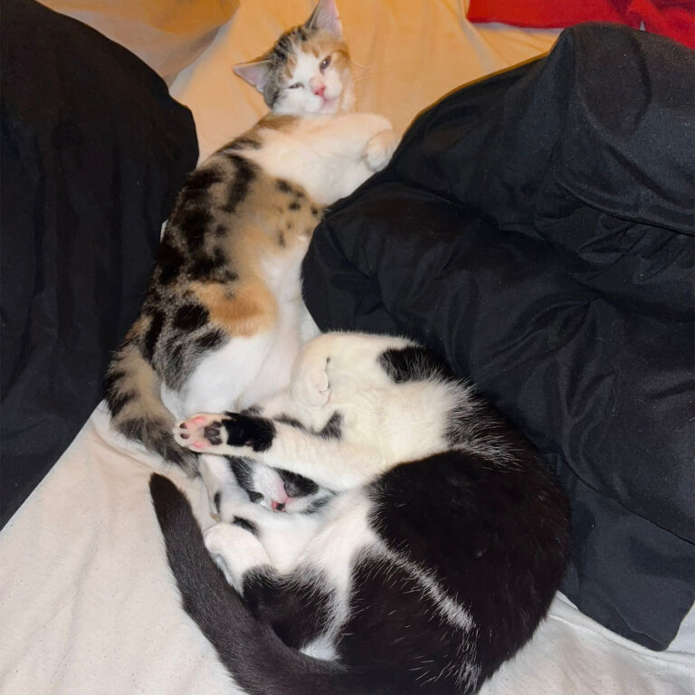 Moehrchen_Zoe_Lissy_5