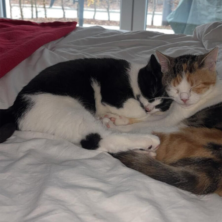 Moehrchen_Zoe_Lissy_6