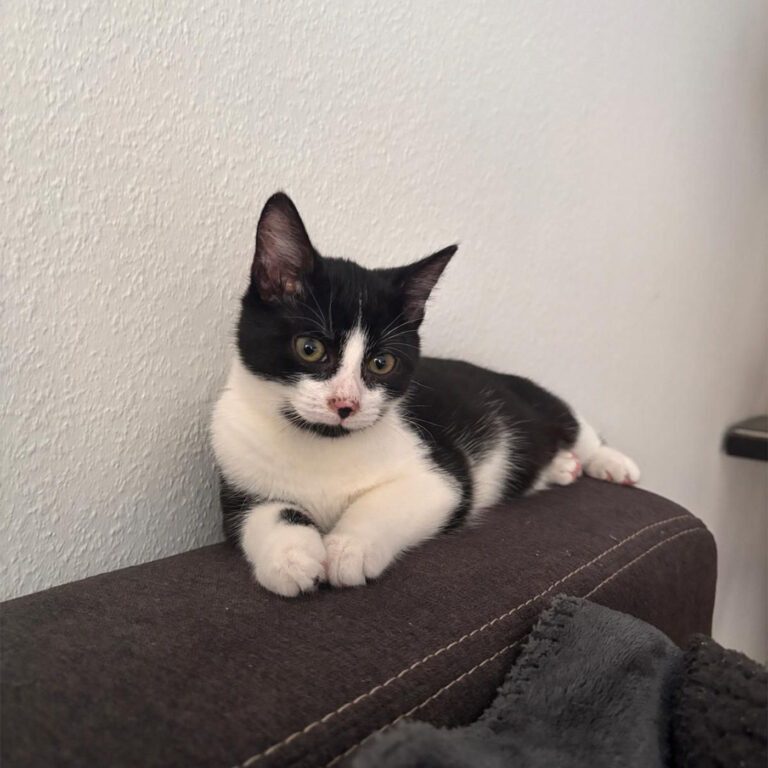 Moehrchen_Zoe_Lissy_8