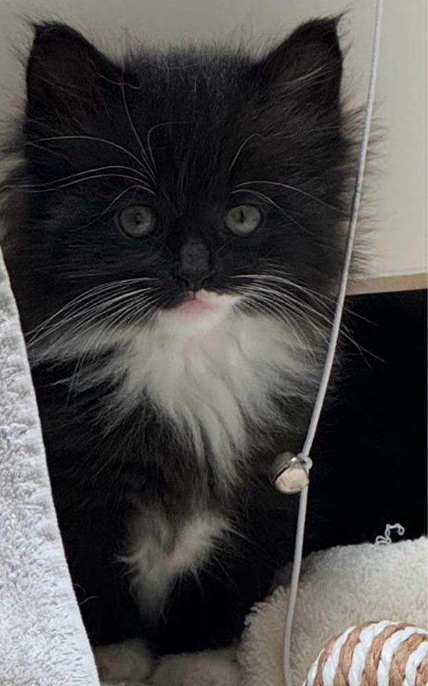 260517_Kitten_Lexi