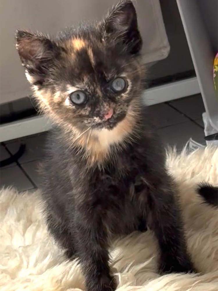 260517_Kitten_Lucy