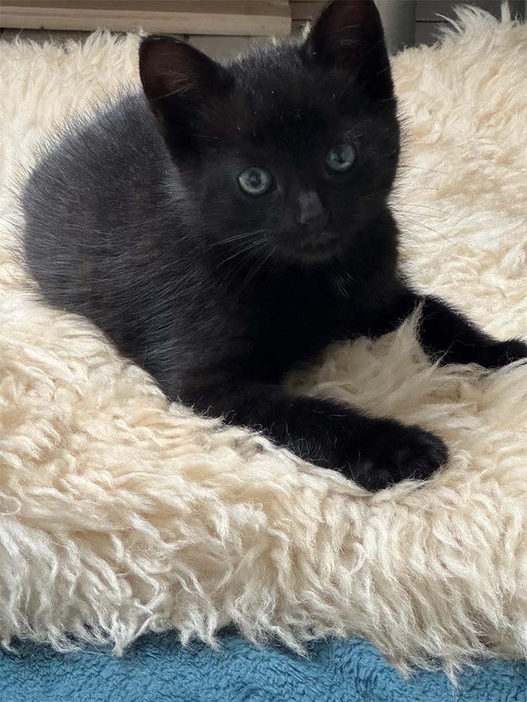 260517_Kitten_Luigi