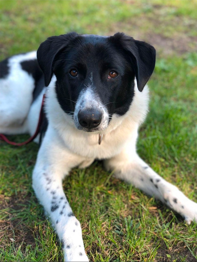 Hund_Ella_1