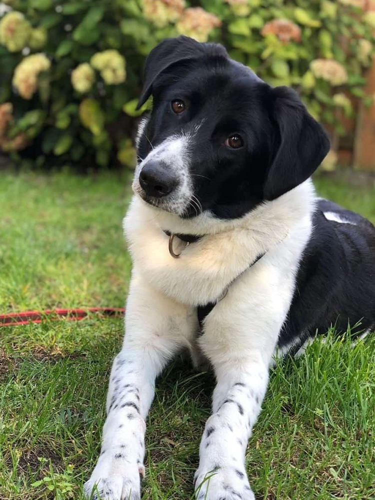Hund_Ella_2