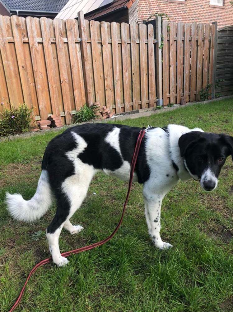 Hund_Ella_3