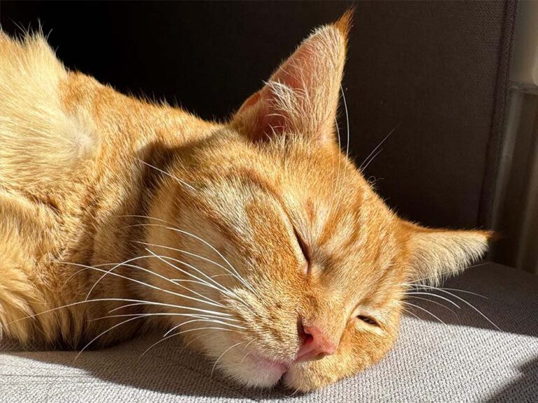 Katze_Zora_1