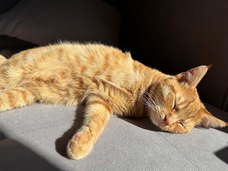 Katze_Zora_3