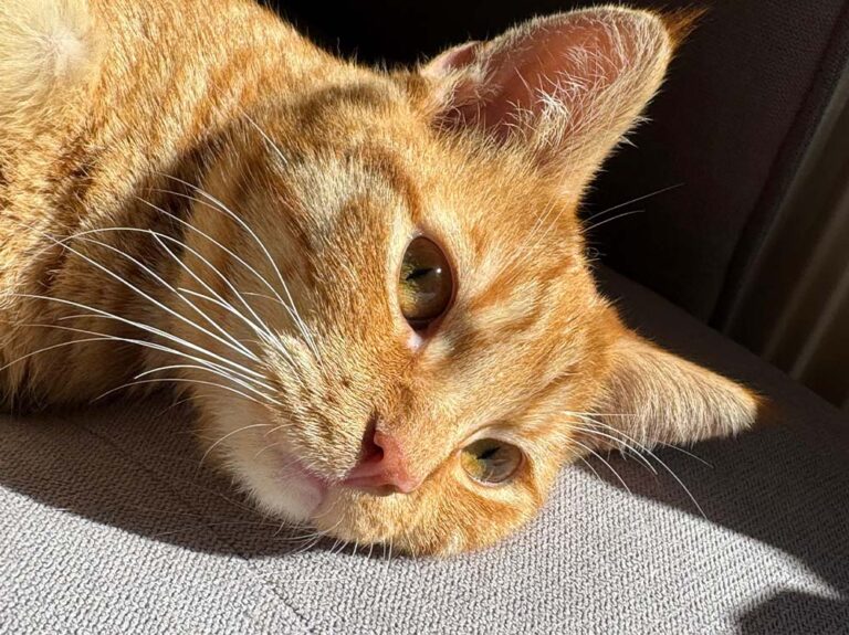 Katze_Zora_4