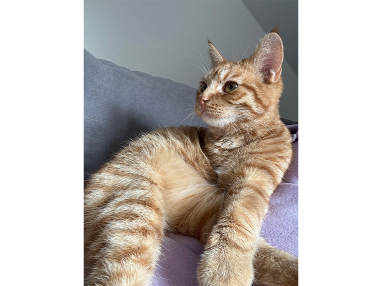 Katze_Zora_8