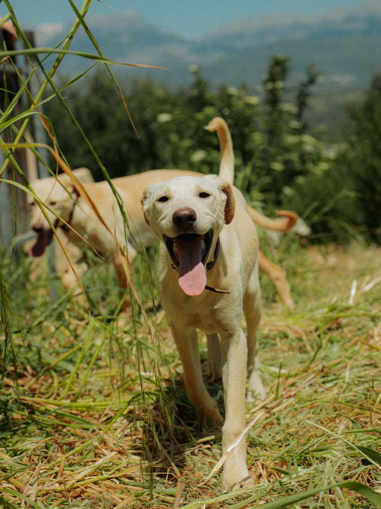 Welpen_Kreta_4