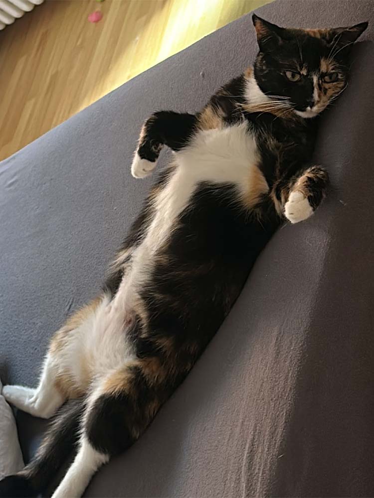 milli_emmi_neu_2