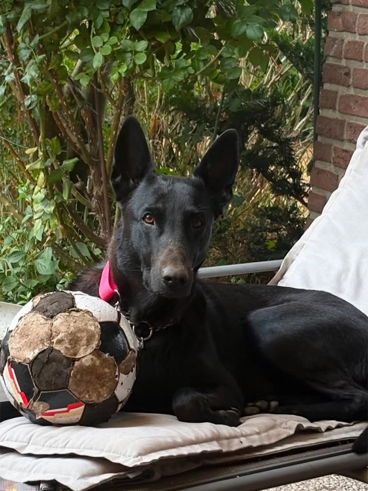 x_herder_huendin_1