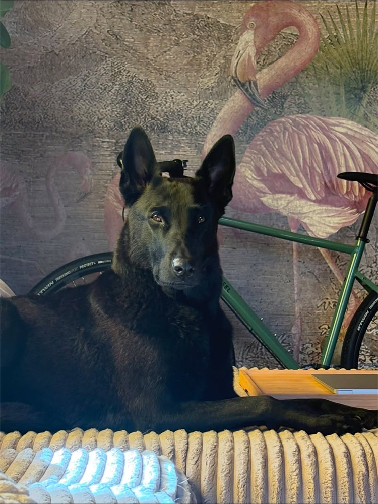 x_herder_huendin_2